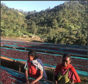 ETIOPIA Yirgacheffe Aramo Natural Gr.1 - Img 3