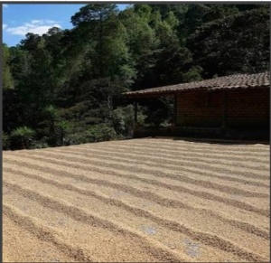 HONDURAS Finca El Jardin - Img 2