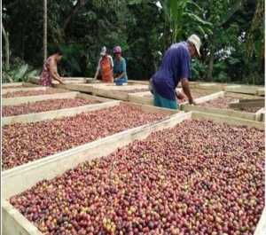 INDONESIA Bali Kintamani Honey