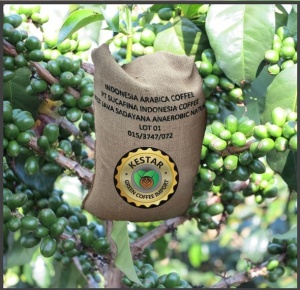 INDONESIA Java Sadayana Anaerobic Natural