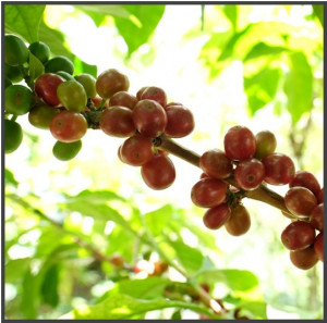 INDONEZIA Sumatra Mandheling Triple Pick Grade 1 - Img 5
