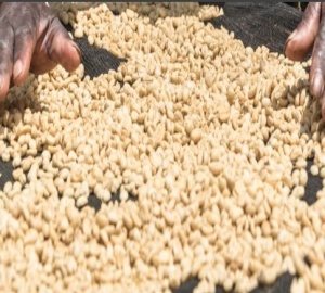 KENYA Nyeri Gatomboya AA