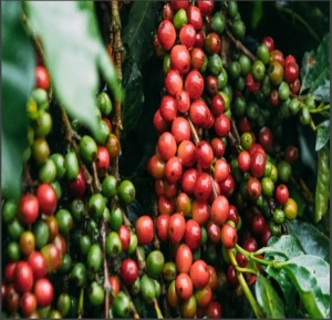 KENYA Nyeri Ruka Chui - Img 4