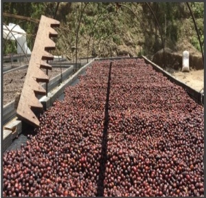 PANAMA Chiriquí Finca Hartmann Washed - Img 3