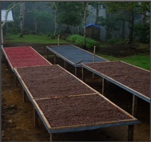PANAMA Chiriquí Finca Mi Finquita Washed - Img 4