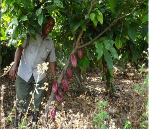 RAW COCOA BEANS -TANZANIA Mbingu Kokoa Kamili Farm - Img 3