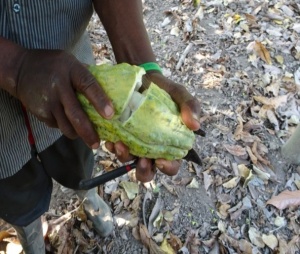 ROASTED COCOA BEANS -TANZANIA Mbingu Kokoa Kamili Farm - Img 2