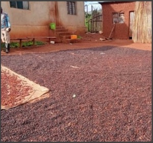TANZANIA Robusta Bukoba - Img 3