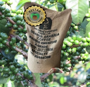 UGANDA Rwenzori Kisinga Washed