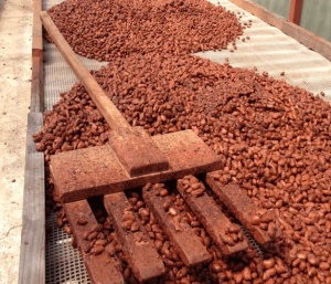 UNROASTED COCOA BEANS - HAITI Pisa