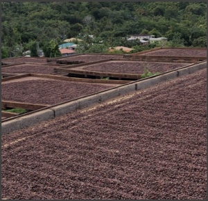 Artisanal Chocolate Bean to Bar -  GRENADA Mount Horn - BRONZE WINNER 2025@Chocawards - Img 4