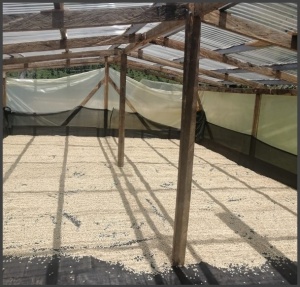 COLOMBIA Huila Finca Villa Ines