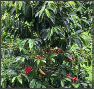 COLUMBIA Excelso Huila Terra Verde - Img 2