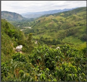 COLUMBIA Finca El Diamante Anaerobic Natural - Img 3