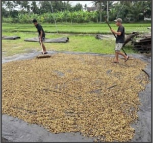 COLUMBIA Finca Yarumal Gesha Natural - Img 2