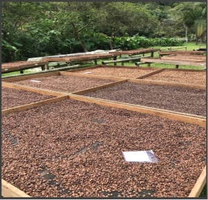 COLUMBIA Huila El Libano Washed Double Fermentation - Img 2
