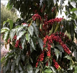 COSTA RICA Aquiares Estate Juanilama Plant Co-fermented - Img 3