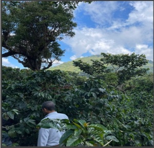 EL SALVADOR Finca Puerto Arturo Anaerobic Natural - Img 3