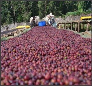 ETHIOPIA Sidamo Bench Maji Geisha Kermacha