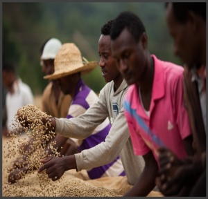 ETIOPIA Sidamo Bombe Gr.2 Washed - Img 2
