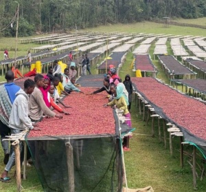ETIOPIA Sidamo Shantawene Anaerobic Natural Teff - Cereal Ferment - Img 3