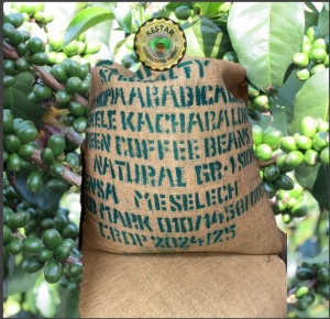 ETIOPIA Sidamo Shantawene Gr 1 Natural