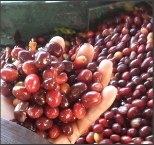 HONDURAS Finca La Antartida Honey
