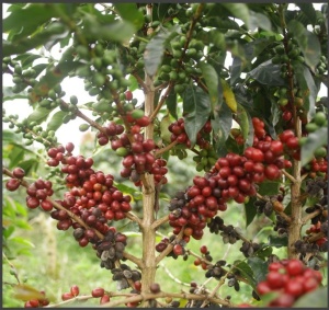INDONESIA Bali Kintamani Karana Farm