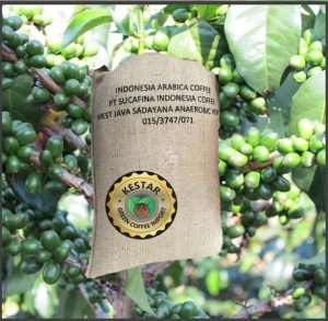 INDONESIA Java Sadayana Anaerobic Honey