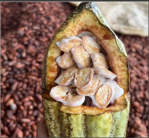 Raw Cocoa Beans-COLOMBIA Antioqua Finca Betulia B9 100% White Genetics - Img 2