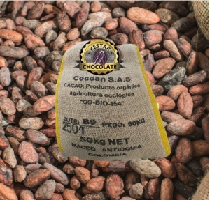 Raw Cocoa Beans-COLOMBIA Antioqua Finca Betulia B9 100% White Genetics - Img 1