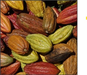 RAW COCOA BEANS- COSTA RICA Upala - Img 2