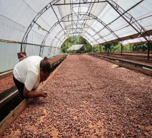 RAW COCOA BEANS - MEXIC Sierra Madre