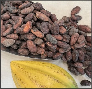 RAW COCOA BEANS -VENEZUELA Cuyagua Clarino