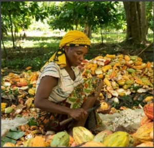 ROASTED COCOA BEANS - MDAGASCAR Bejofo Estate - Img 4