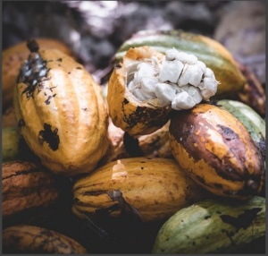 UNROASTED COCOA BEANS  -VANUATU Metenesel Plantation