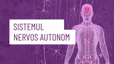 Sistemul nervos autonom: modele și trasee [Fragment Deb Dana, Cum ne recăpătăm starea de bine, conectare și siguranță]