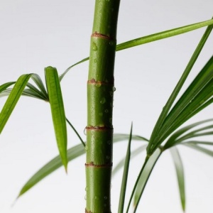 Purito Seoul - Mighty Bamboo Panthenol Soothing Cream - Crema hidratanta si calmanta cu Panthenol 100 ml - Img 5
