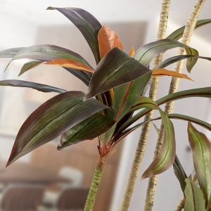 Planta artificiala decorativa Dracena roja, H220 - Img 4