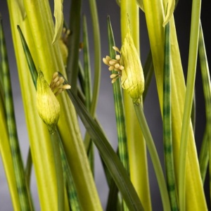 Aranjament floral, decor festiv, design LUX SPIDERLILLY, 50x100cm - Img 3