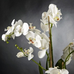 Aranjament floral elegant PLATE PHALENO 1141370.95 - Img 2