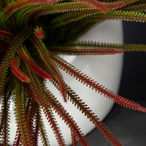 Aranjament floral mediu design LUX SLIMPINE BUSH - Img 4