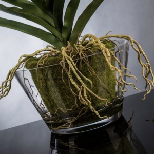 Aranjament floral mediu design LUX VANDA CLUMP - Img 3