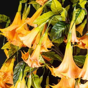 Aranjament floral mare CHIARA VASE WITH DATURA - Img 9