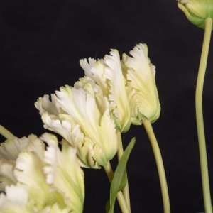 Aranjament floral mare decor festiv design LUX SERENA PARROT TULIP - Img 3