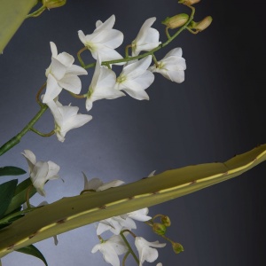 Aranjament floral mare design LUX ETERNITY BOWL ATHENA 1142260.95 - Img 5