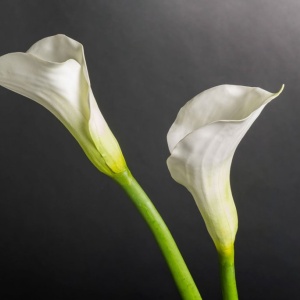 Aranjament floral mediu design LUX CILINDRO CALLA - Img 2