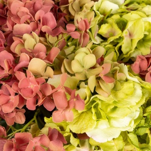 Aranjament floral mediu design LUX FAZZOLETTO HYDRANGEA - Img 5