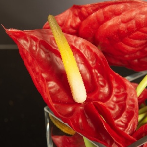 Aranjament floral mic decor festiv design LUX RED ANTHURIUM - Img 2