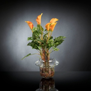 Aranjament floral design LUX ALFEO CALLA TRIS portocaliu